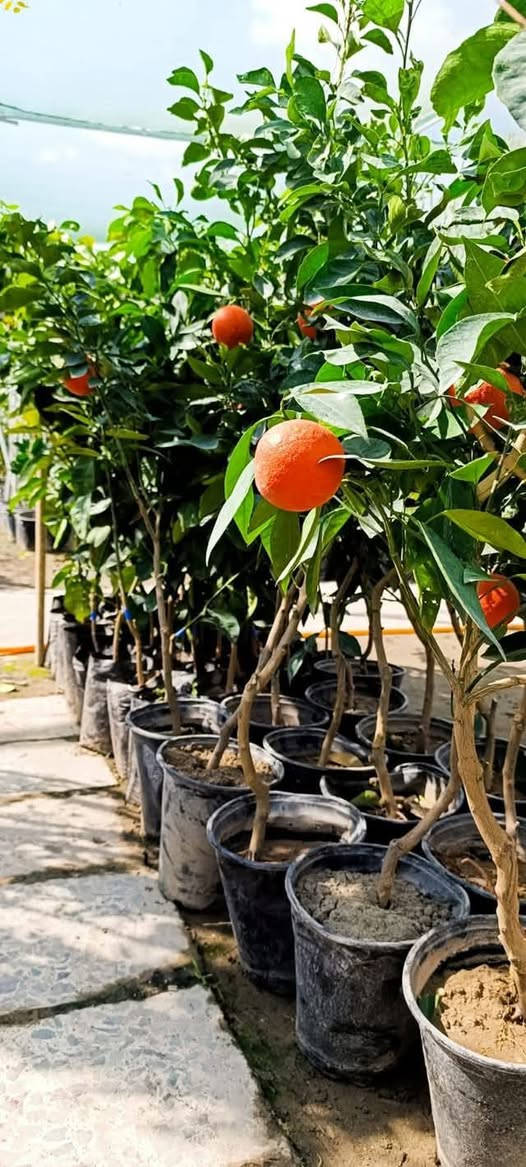 شتلات نارنج إيطالي • بابل المحاويل • يثمر بالسنة الأولى