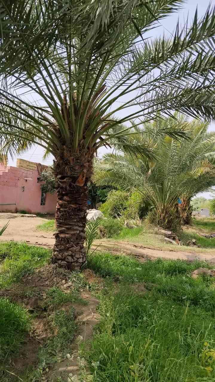 اللهم صل على محمد وال محمد
المساحه/
 6دونم سند 25 مفروزه بالطابو 
الموقع/
 منطقه الً عواد الرعده مقابل ال سيد حمدً 
قبل شيخ سميع وتدخل على يسار الشط 
المواصفات/
تحتوي على دار مكون من غرف  عدد 2 صالات عدد 2
صحيات داخليه وخارجيه استقبال 12م معزوله للخارج  البناء  بلوك  جديد وسيراميك السقف عكاده محاصير حلال 3ومخزن كهرباء خطين وطني وامبير تقع على شط البدعه الرئيسي بوري اساله مزروعه نخل شويثي اصفر وبريم احمر حمال ومثمر 250نخله مسافه قليله عن التبليط ويوصل للباب منتظرين تنفيذ القرار للاستفسار مراسله الصفحه او الاتصال ***********
