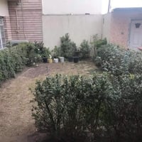 حديقه • الحله ازوير الغربي • موسم الزراعة