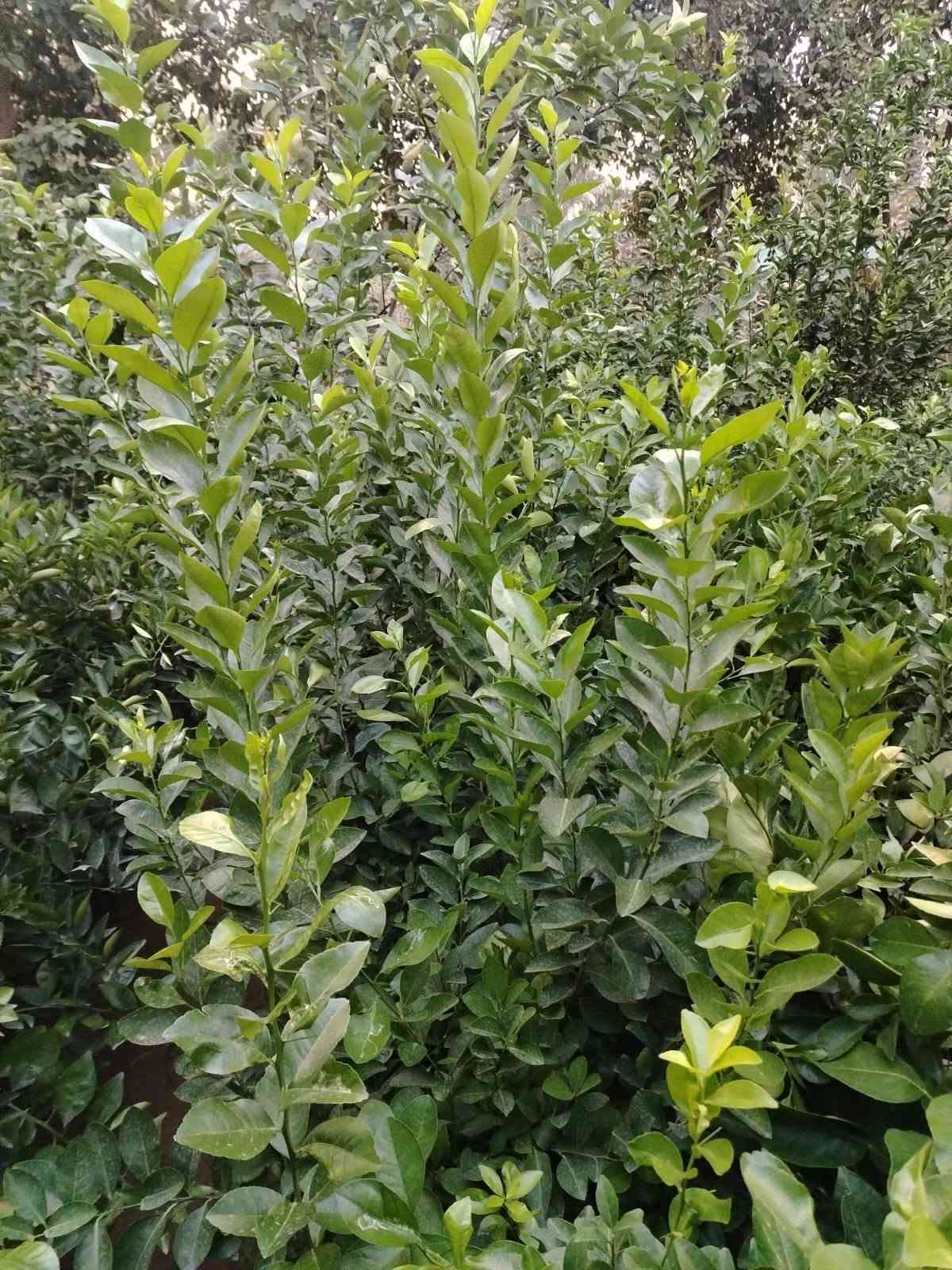 السلام عليكم 🌿
مجموعة مشاتل السيد توفر لكم أفضل شتلات الزينة والحمضيات:
(ياس سندانه خشن ، دم العاشق ، كاريزيا ، بخور ، جهنمي متسلق خشن ، ياسمين هندي خشن / وسط / صغير ، دورنتا ليمونيا ، دورنتا ليمونيا مشخطه ، ورد محمدي متسلق ، ورد القداح ، ياس جيس ، الدخان ، حمضيات صيني ، ياباني ، برتقال سكري ، برتقال عراقي ، ليمون عراقي ، لالنكي عراقي ، وأصناف أجنبية أخرى).
📲 للتواصل المباشر عبر الواتساب اضغط على الرابط:
https://wa.me/9647713397964

او الاتصال بنا عبر الرقم الاتي
***********

نص مكتوب في الصور:
- مجموعة مشاتل السيد لتصميم الحدائق ومنظومات الري والتقطير تصميم الحدائق منظومات الري منظومات التقطير *********** سبع ابكار قرب الوقف السني