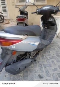 بريز ببغاء • مكفولة • بغداد الاعظميه