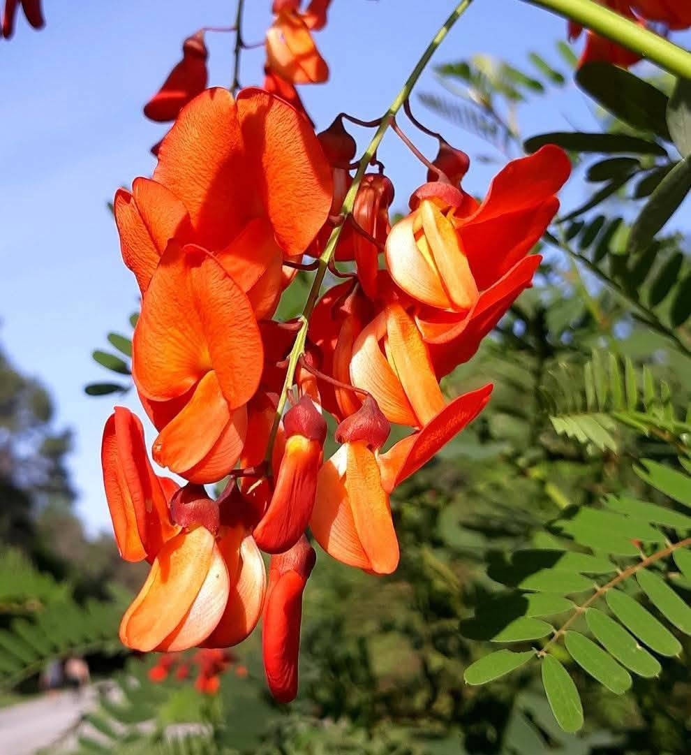 السلام عليكم متابعينا 🤍.
بمناسبه الموسم الربيعي توفرت شتلات جديده من الاكاسيا الحمراء 🍁🌺

ارتفاع متر واكثر تقريباً ✨🪻
السعر ١٢  الف 🍄

الوصف النباتي بالأسفل🩵

شجرة معمرة دائمة الخضرة سريعة النمو، 
 مزهرة في الربيع الازهار 
 تصل الى طول 15 م  تحتاج إلى اشعة شمس كاملة او جزئية وتربة رطبة خصبة جيدة الصرف وتتحمل الجفاف لفترات طويلة التكاثر بالبذور 
من فوائدها الطبية 
الاوراق المكسرة تستعمل لعلاج الالتواء والتورمات و الروماتيزم 
اللحاء لعلاج الحكة و المغص والسكري والحمى و منشط ،
عصير الازهار يخفف من قتامة الرؤيا 
الجذر يستخدم لعلاج الملاريا  
📍 متوفر توصيل لجميع محافظات العراق 🚗 🚗 
📍 للحجز والاستفسار يرجى مراسله الصفحه او مراسلتنا على واتساب من خلال الرقم:
***********
