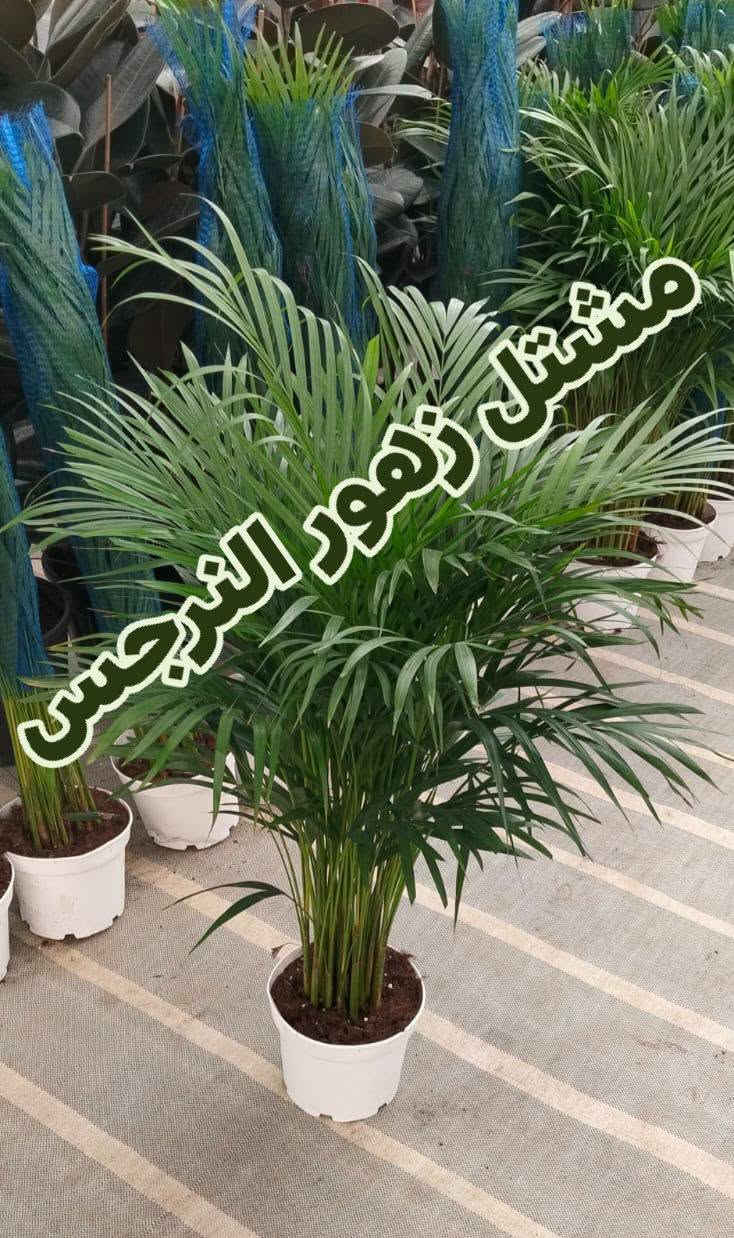 مشاتل زهور الندى • شتال نرجس • توصيل كل المحافظات