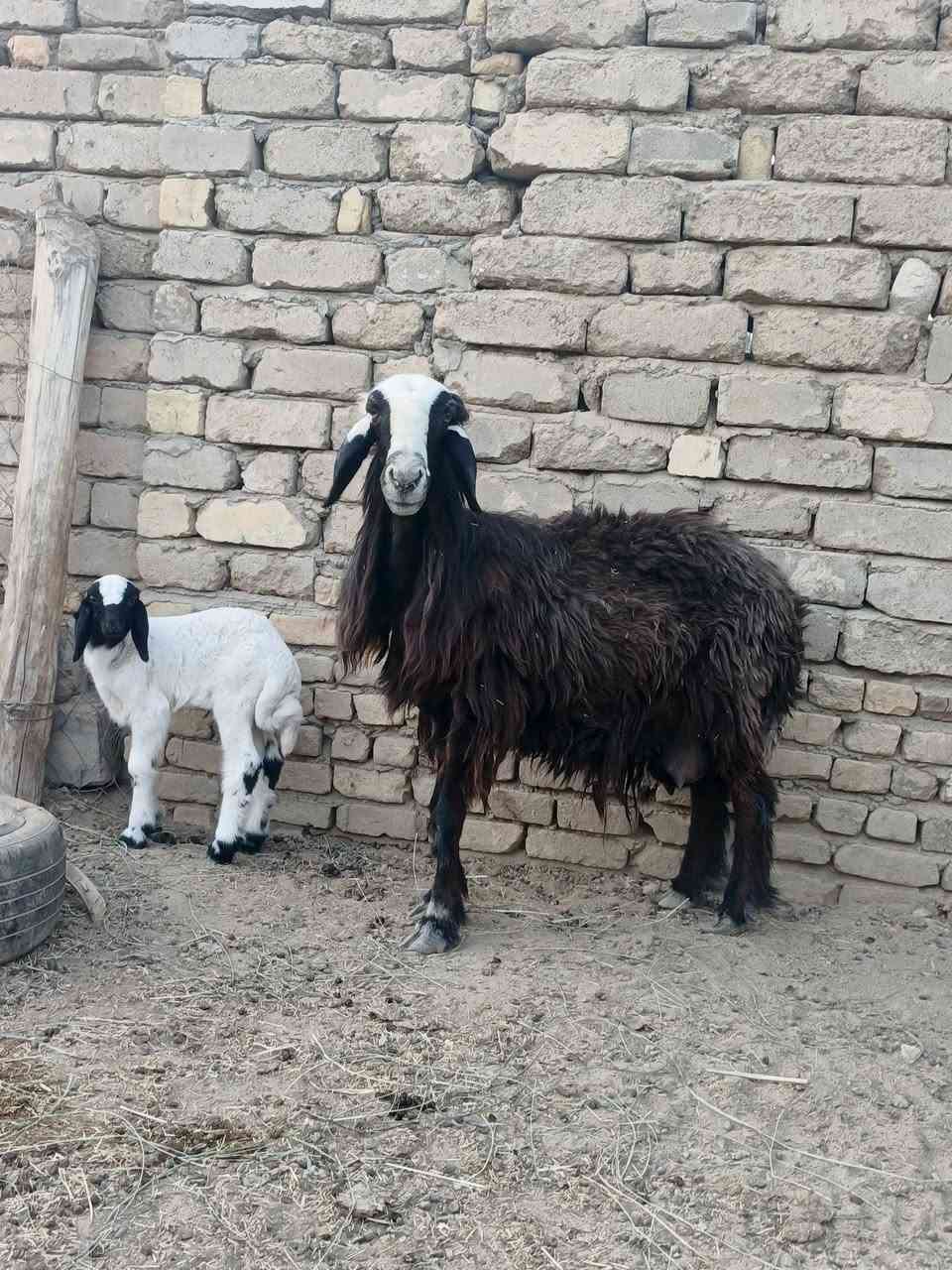 مطفل • ذكر • قضاء الفهود