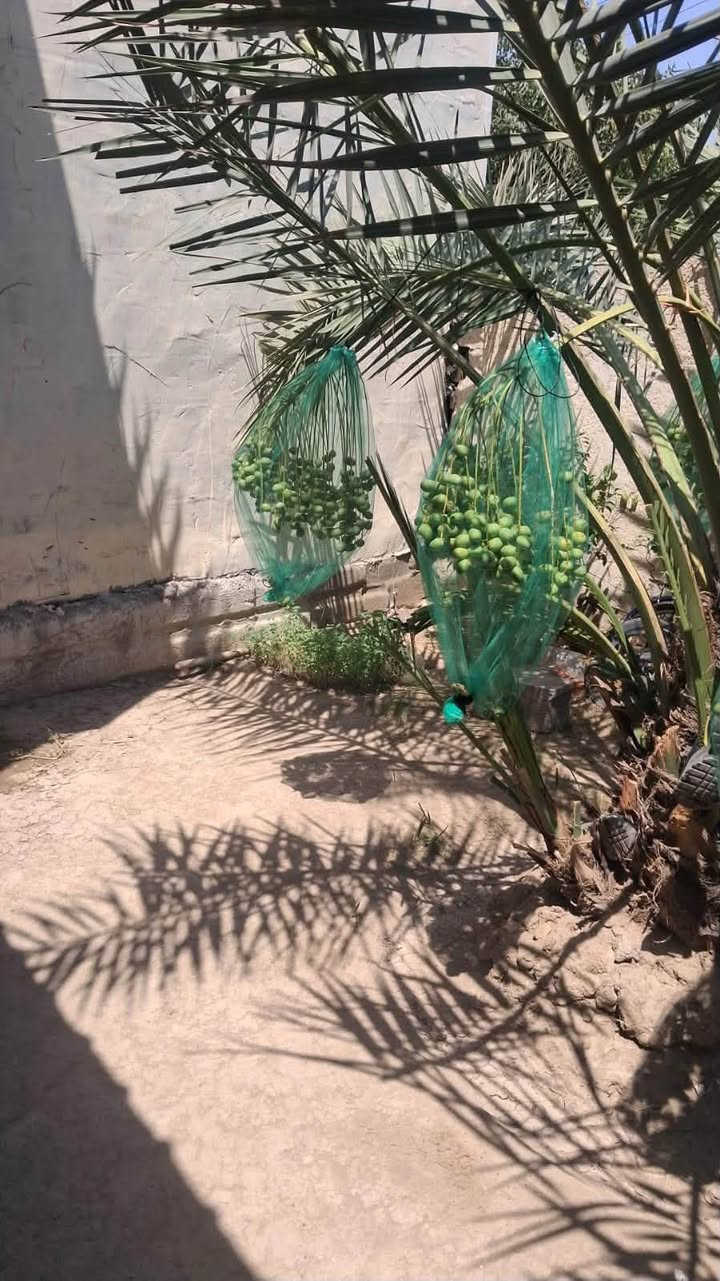 السلام عليكم يوجد فسائل برحي حر
مجذر حجم وسط مكاني شهربان حي العسكري للتواصل خاص أو ***********.
