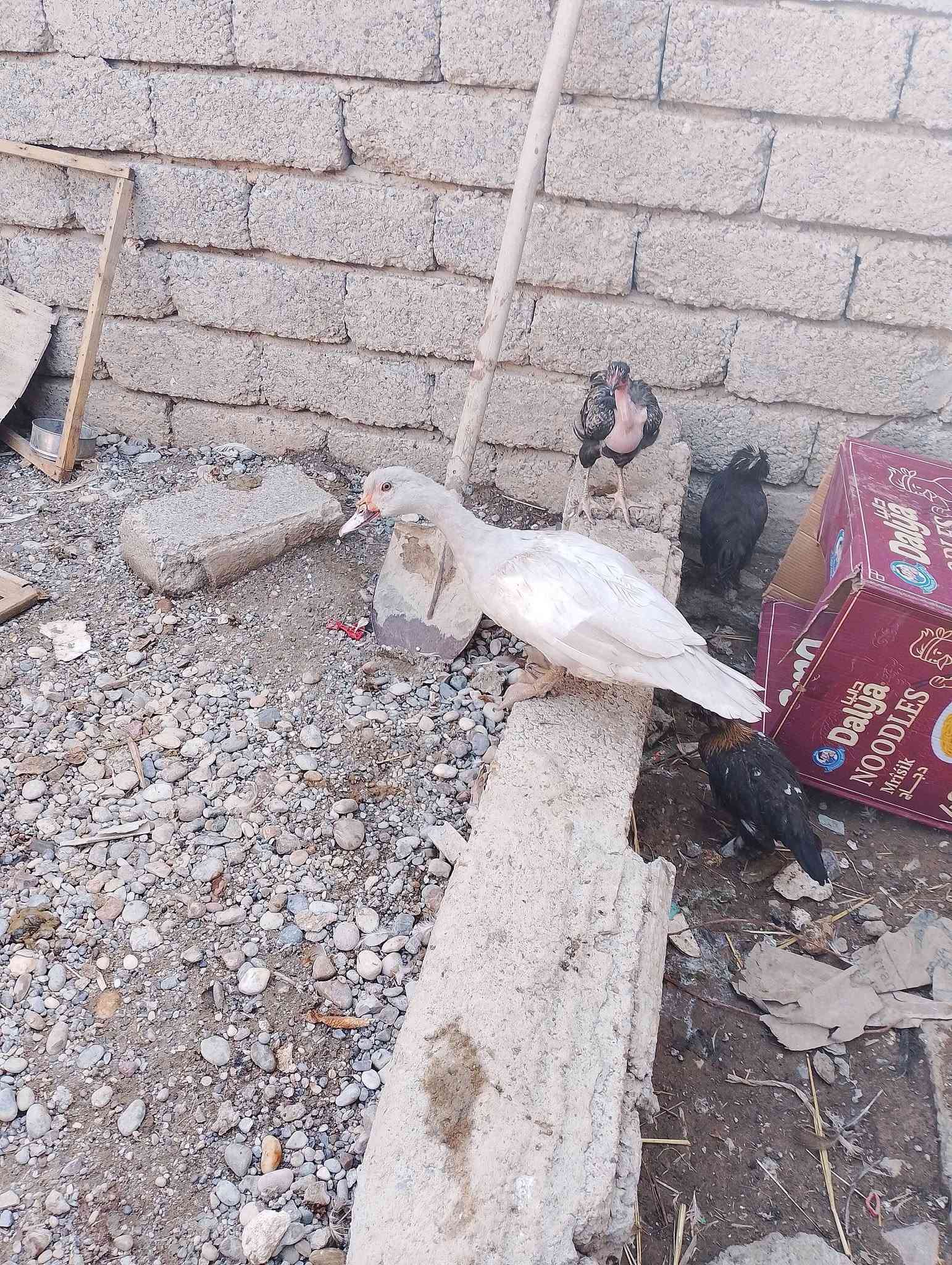 فراريج مسقووف   عمر من  6  اشهر لي7  فراريج سلطاني عمر 4 اشهر    5 تك بطات رصاصي وزوج احمر بطات   خابر ونتفاهم ***********
