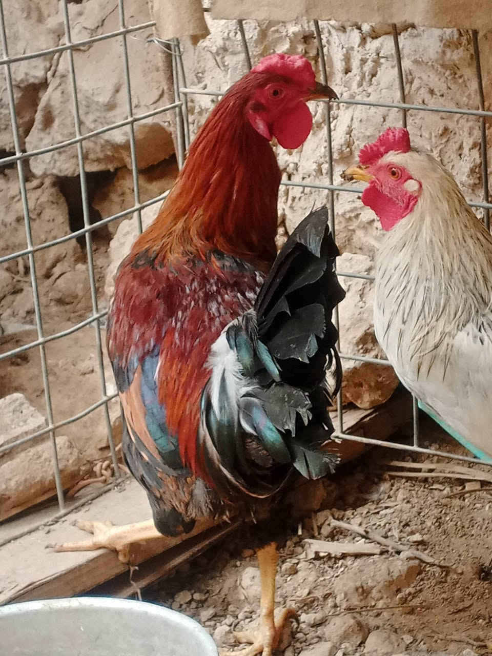 زوج ديوكه • عرب • مالت بيت