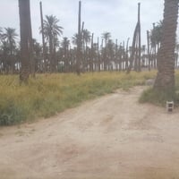 ٣٠٠م • مبني مشتملين • طابو زراعي