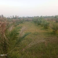 ام حكروص • ١٣٠٠م • ٥٠نخلة