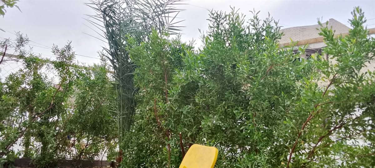 بيت ٢٠٠م • شارع ٢٠ • ٥غرف