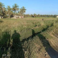 ارض ملك طابو صرف ٪١٠٠  الواجهة ٣٠٠ م  المساحة ٧ دوانم 🌴🌱 الموقع بغداد ...