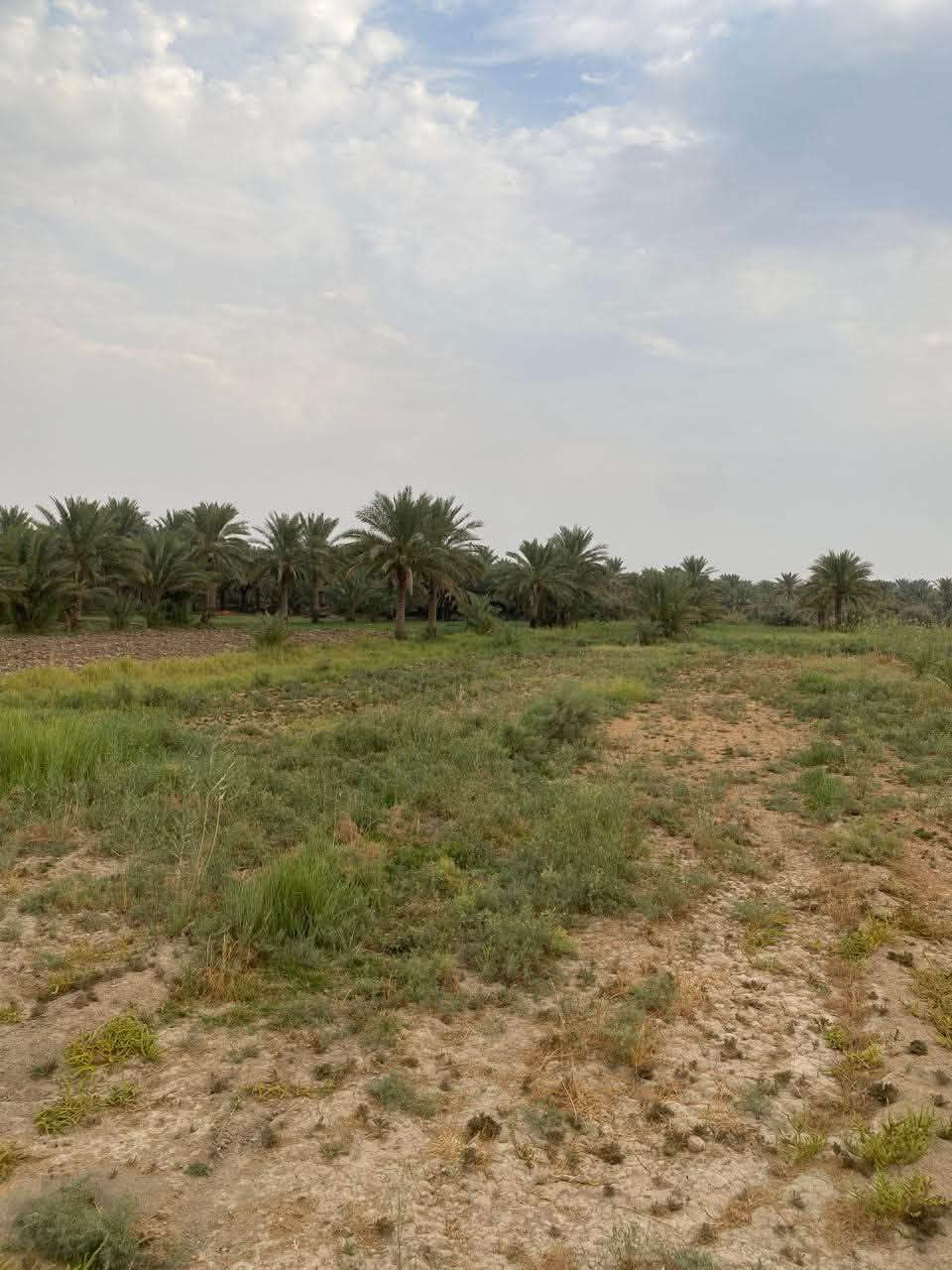 ٢ دونم • واجهة ٤٢م • طابو سند
