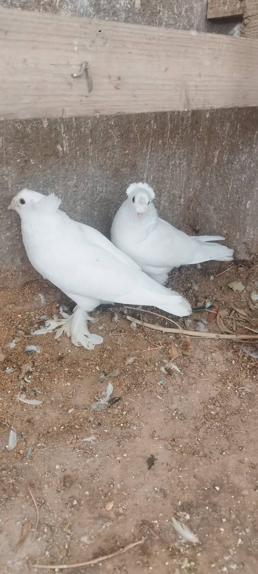 فول • سروال • حي الحر