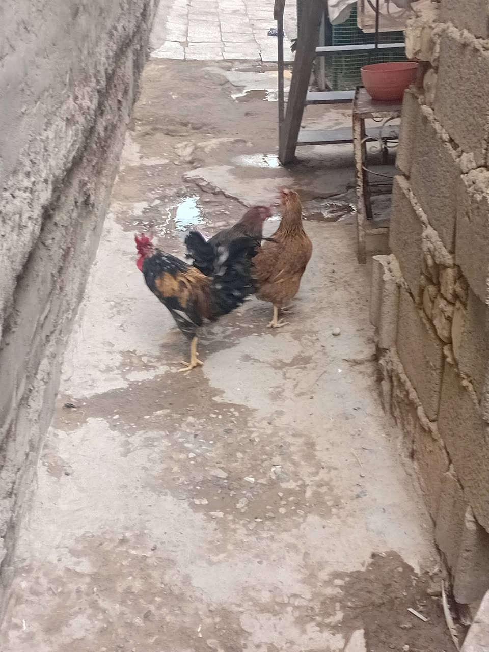 دجاج
 ثنين وديج واحد عرب البيع دجاجات بيضات وصحتهن زينه سعر 50 كلهن وبيهن مجال عنوان زعفرانيه شارع الكهرباء واهده رقمي واتساب ***********
