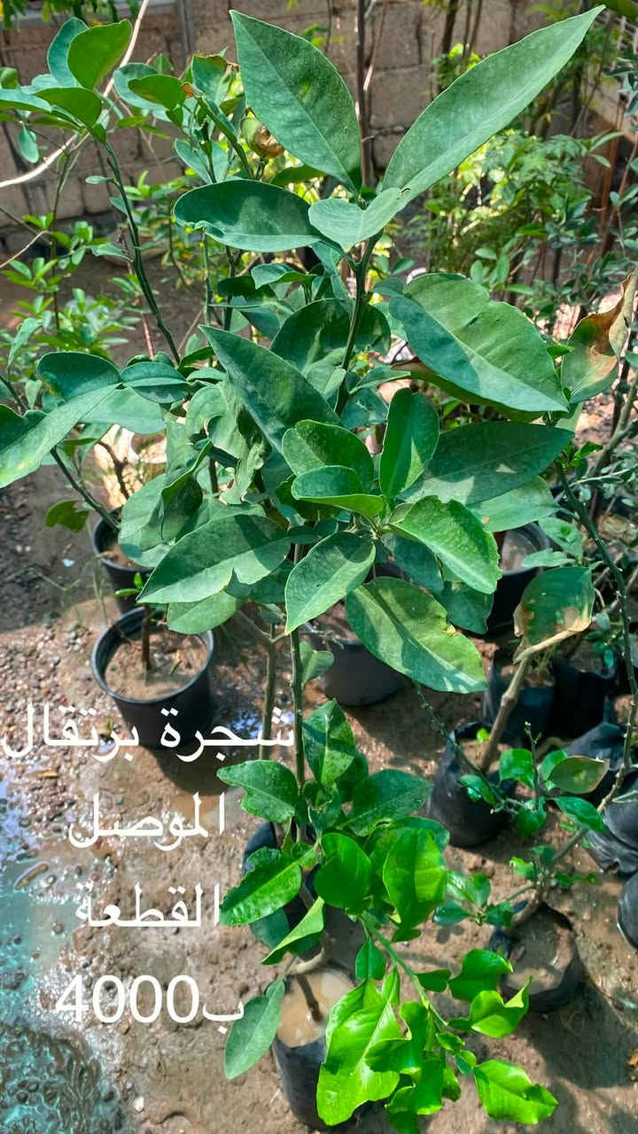 🌿 السلام عليكم ورحمة الله وبركاته 🌿

🌱 متوفر نبتات بأسعار الجملة 🌱
💰 الأسعار موضحة داخل الصور

🚚 التوصيل فقط بـ 1,000 دينار للمناطق التالية:

📍 حي سومر
📍 حي دوميز
📍 حي الانتصار
📍 يارمجة
📍 حي فلسطين
📍 حي الصحة

📲 للطلب والاستفسار:

💬 واتساب: ***********
📞 اتصال: ***********

🌿 الكمية محدودة، والطلب حسب التوفر 🌿
