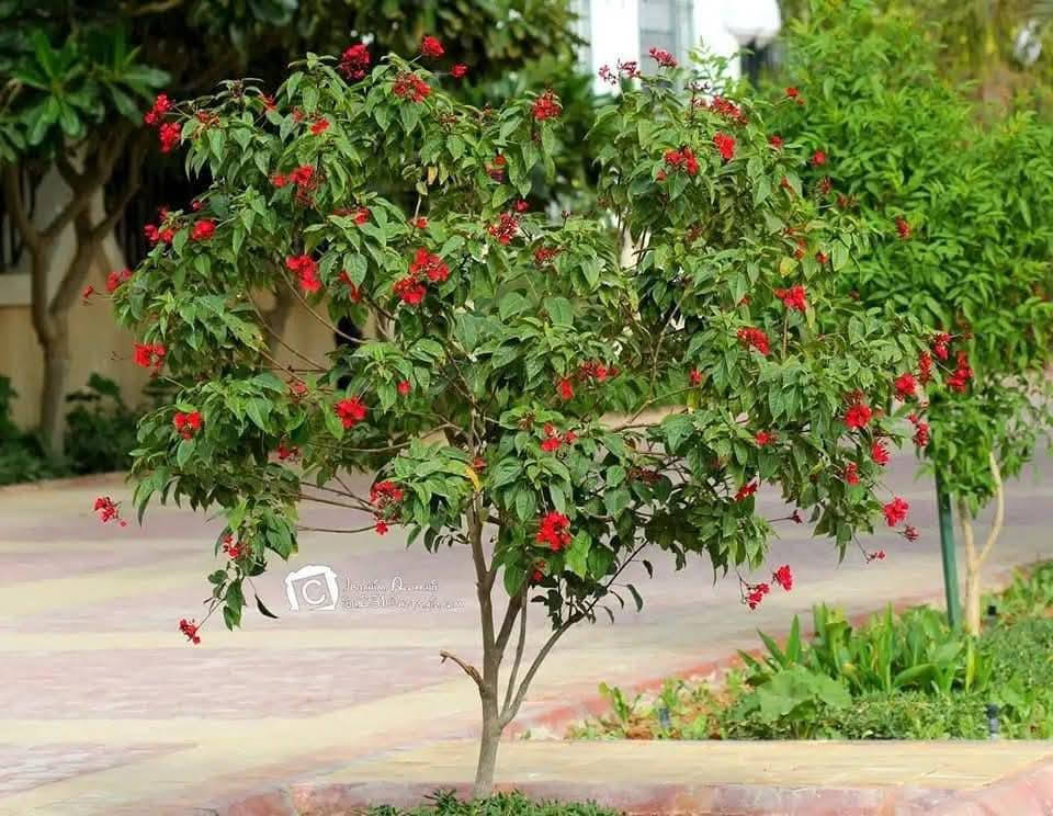 تحية طيبة لعشاق الزراعة والجمال، يسعدنا أن نُقدم لكم اليوم أفضل شتلات الجاتروفا المميزة. 🌱
🌿🌿الجاتروفا الجميلة ذات ازهار حمراء متحملة لدرجات الحرارة العالية وفترة تزهير طويلة جدآ 💐💐
🌹إرتفاع متر وأقل وبسعر ١٠ الاف 

نبات جاتروفا  

نبات خارجي شجيرة نموها الخضري كثيف وتنمو الى ارتفاع يصل الى 3متر سيقانها متعدده ويمكن بواسطة التقليم الحصول على نبات ذو ساق واحد لها ازهار حمراء قرمزية اللون ذات اسديه صفراء ومن اسمائه الشائعه (بيرقرنا ) يزهر النبات طول الفتره الدافئه ازهار الشجيره تجذب النحل يضم نبات الجاتروفا حوالي 175نوع تختلف فيما بينهم اختلافاً واضحاً
 يتكاثر النبات بواسطة  البذور "" النبات يتحمل المناطق الصحراويه وله فائده تثبيت  الاراضي الرمليه كما يمكن زراعتها جنباً الى جنب مع محاصيل البقول والفواكه مخلفاتها ذو نفع كبير اوراقها المتساقطه تزيد من خصوبة التربه  _____

💐للحجز والاستفسار يرجى مراسله الصفحه او واتساب ***********
💐العنوان :بابل/ المحاويل 
💐يتوفر لدينا توصيل لجميع محافظات العراق 🚛
تحية طيبة لعشاق الزراعة والجمال، يسعدنا أن نُقدم لكم اليوم أفضل شتلات الجاتروفا المميزة. 🌱
