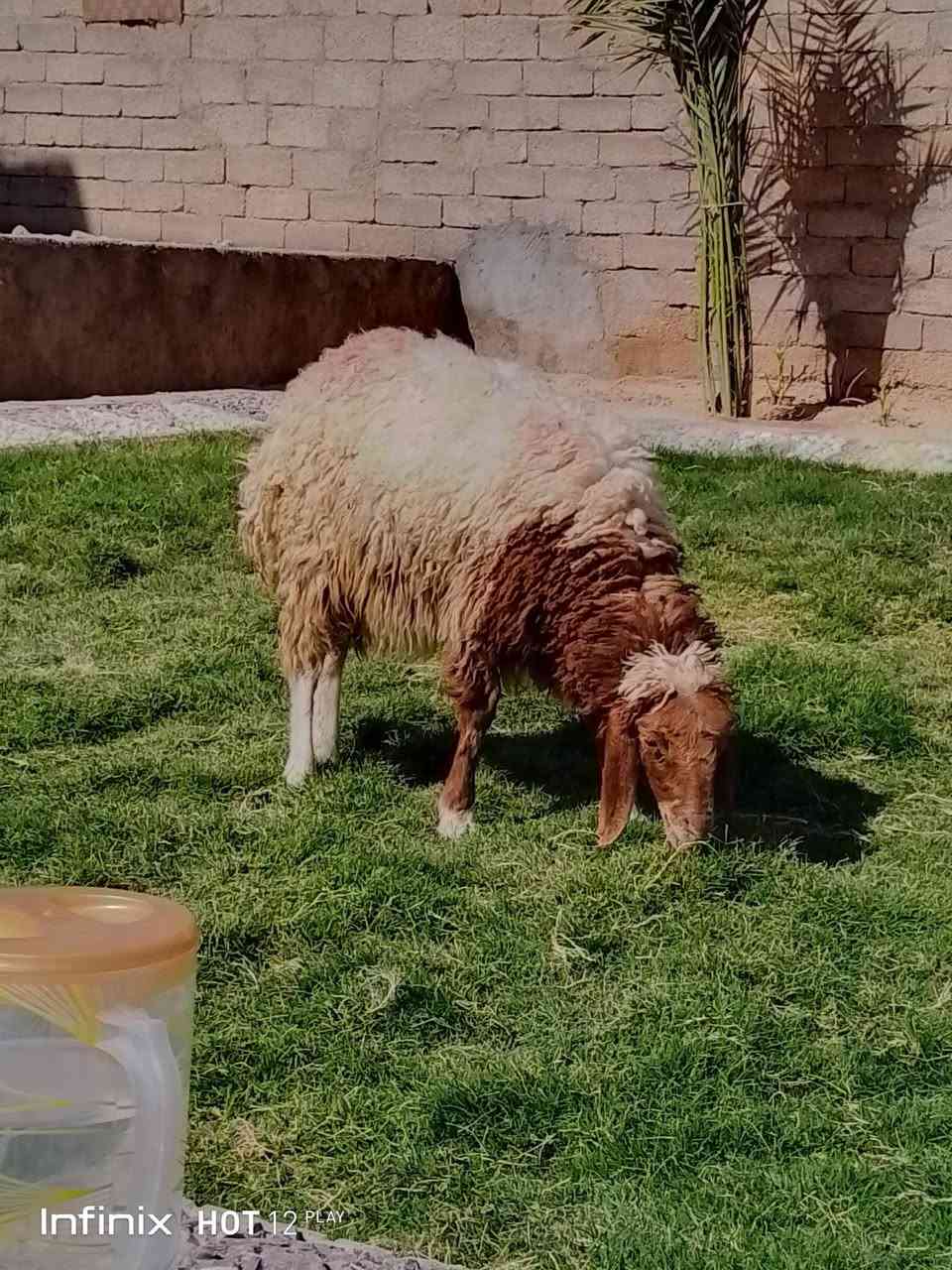 فطايم ثنين شرط النصاح يرهمن ربط ويرهمن ذبايح السعر ٤٧٠ السكن القائم الكرابله لتواصل***********

نص مكتوب في الصور:
- Infinix HOT 12 PLAY
