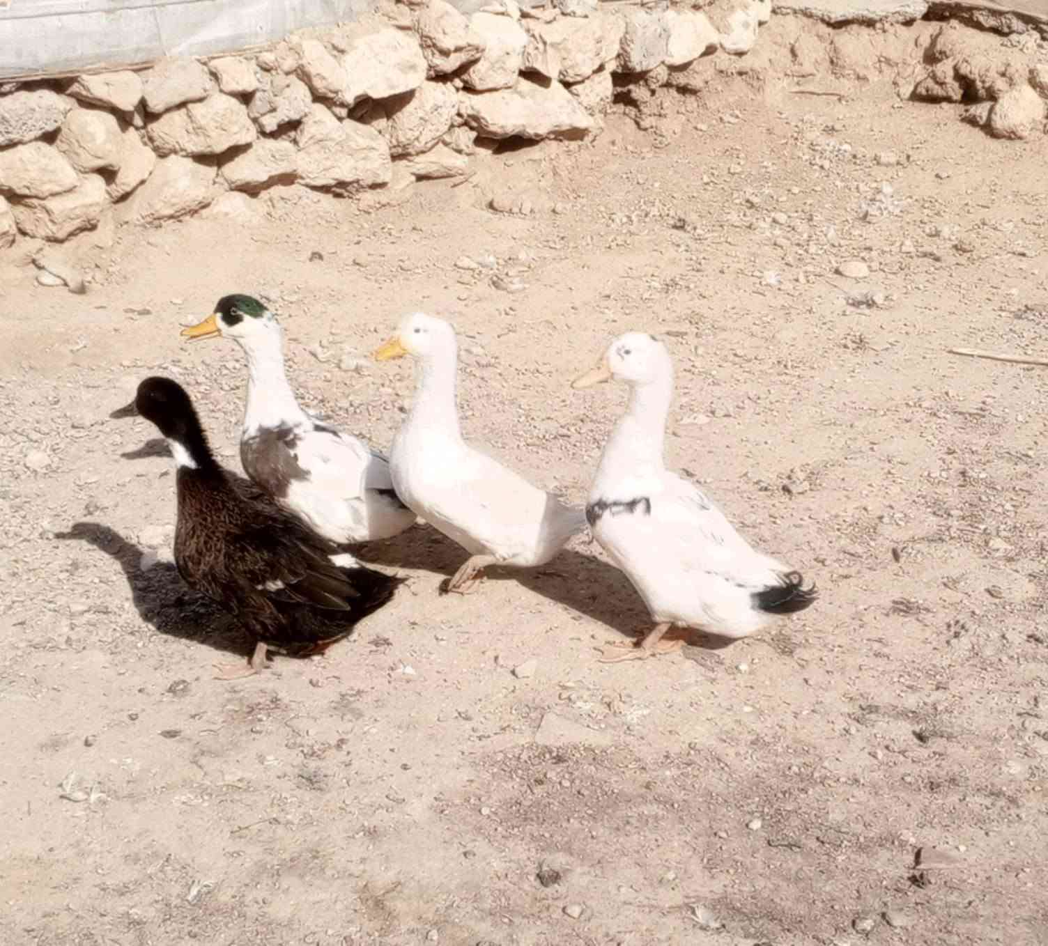 بط عادي • دواجن