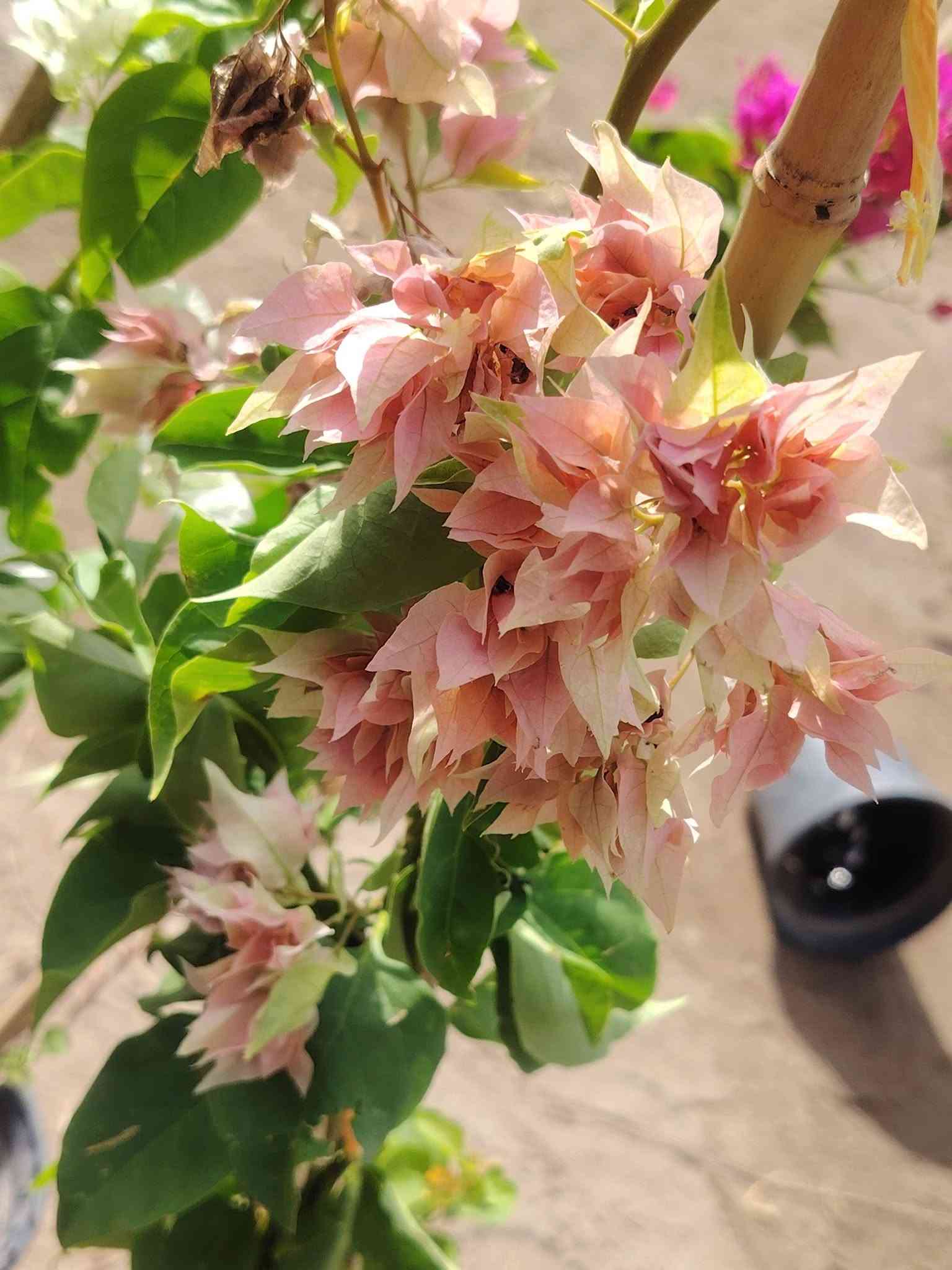 🌹🌹مشتل الأخوين 🌹🌹
السلام عليكم ورحمة الله وبركاته
تم وصول وجبه جديده من النباتات 💖💖
جوري  عطري🌷🌷
ياس عراقي🌱
بتونيه شجريه وقزميه مختلف لالوان 🌿 
دفله ا🌹 
نارنج عراقي 💞🌺
تكي كندي 💕
تين الوزير أبيض 💝
دا ودي 🌱
ضليات 🌱
ياس إيطالي 🌿
وردي بربري ورد صباح
جاكرنده
كف مريم قزميه 🌿 
جهنمي قزمي 🌿
جهنمي قطمر🌿 
جهنمي تركي متسلق💐 
ست حسن🌿 
ويوجد كافه انواع السنادين

ومختلف الأنواع من نباتات الزينه والنباتات المثمره❤
مشتل الاخوين(ابو وليد) قرب مدرس الأندلس 
الاستفسار متواجدين على الفيس بوك 
ابو وليد ***********

نص مكتوب في الصور:
- الدورنتا