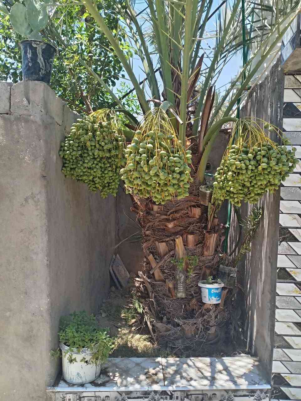 لعشاق الهدوء  جنه علارض واصوليه ومناسبه مزرعه للبيع  المساحه 800 من ظمنه  بيت حديث  السقف صب كونكريت مسلح بي 6دنك وبقربه مدارس ابتدائي ومتوسط صار 7 اشهر من بنيته  متكون من غرفتين وصاله وستقبال ومطبخ وحمام داخلي وحمام خارجي ماء اساله وماء  سقي وبيه فواكه تين  ونخل شكر وزهدي وخستاوي ومزروعه  والثيله ١٠٠ متر  سند ٢٥ تحويل  بلطابو شرط ثاني يوم  المكان بابل القاسم   عن طريق الزائرين العلجربوعيه  تفاصيل اكثر اتصل *********** السعر  علخاص لو تتصل علما اني  صاحب العقار..

نص مكتوب في الصور:
- 24/06/2024 08:46