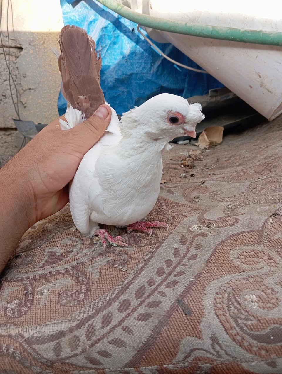 متاح زوج ذيل احمر كربلاء حي العامل ب25
***********
***********
