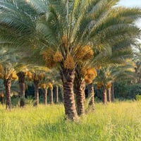 بستان نخيل • ٢٥ دونم • إنتاجية عالية