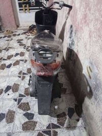 عصفوريه شغاله هندر السعر  120  بغداد الشعب  خاص راسلني