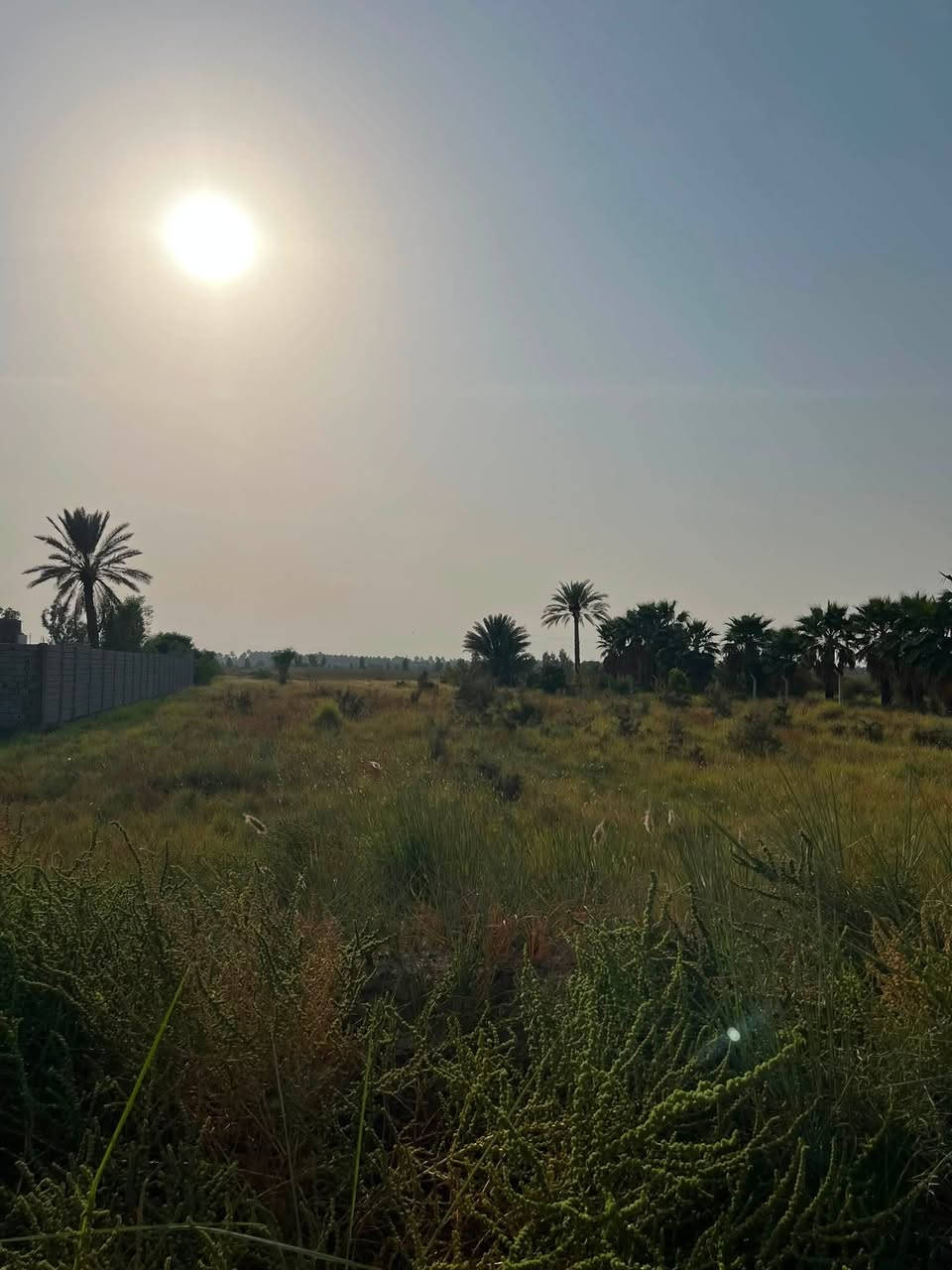 دونمان • سند 25 • بابل المحاويل