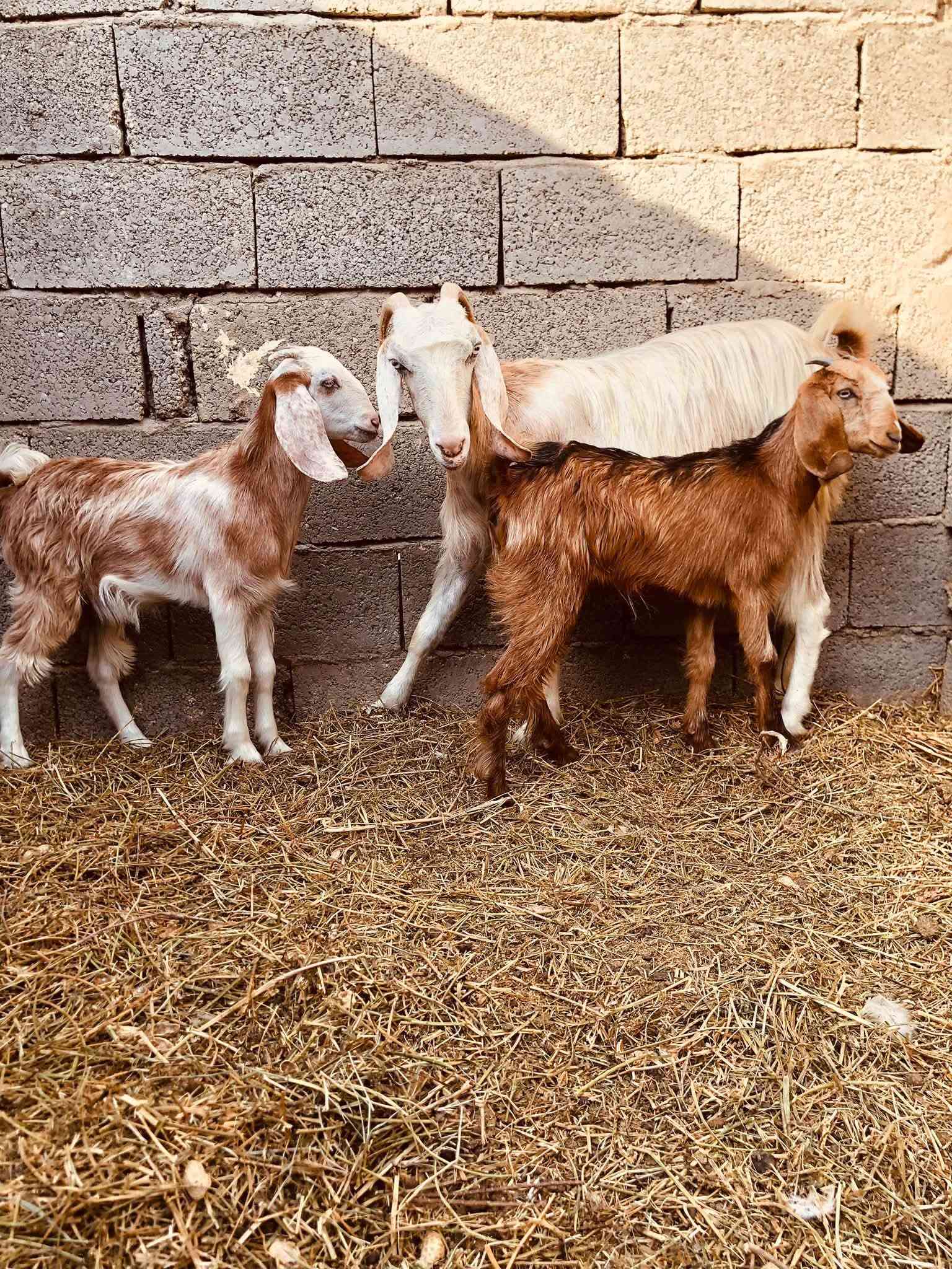 جذعه اول بطن • درجه اول • توصيل