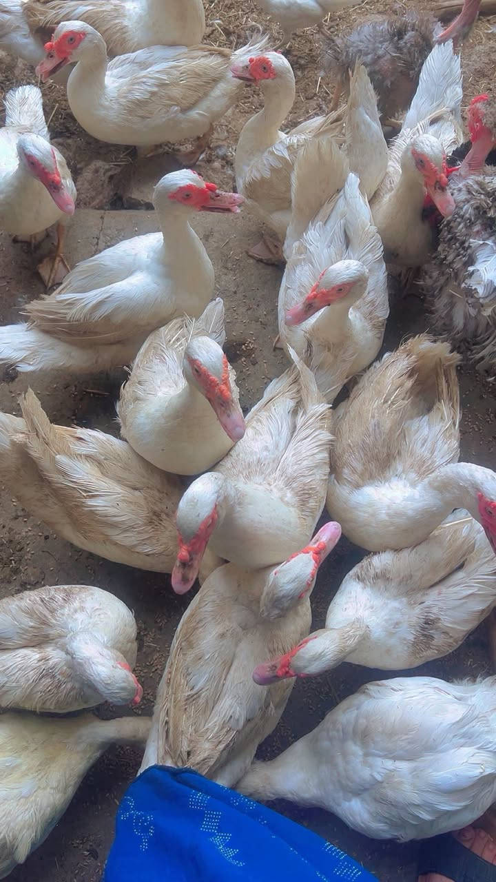 بشات مصري • ديوكة • بغداد شارع الجزيرة