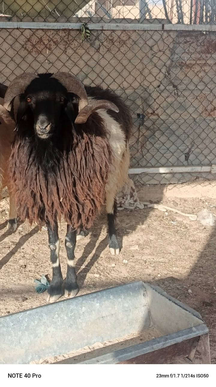 جبش • فحوليه • الحولي
