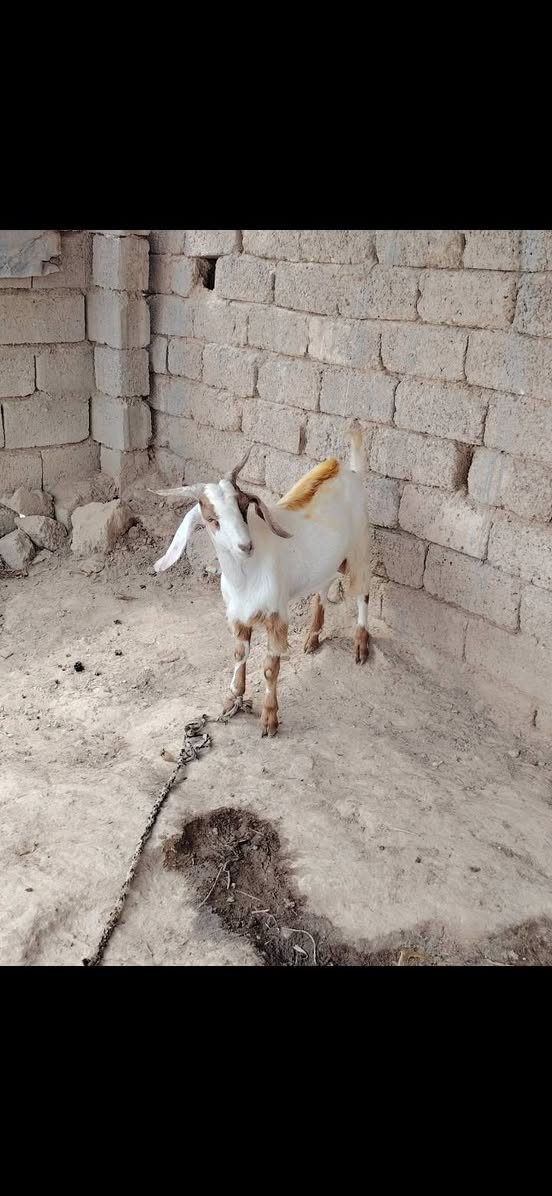 جدي • درجة أولى • فيه مجال الشراي
