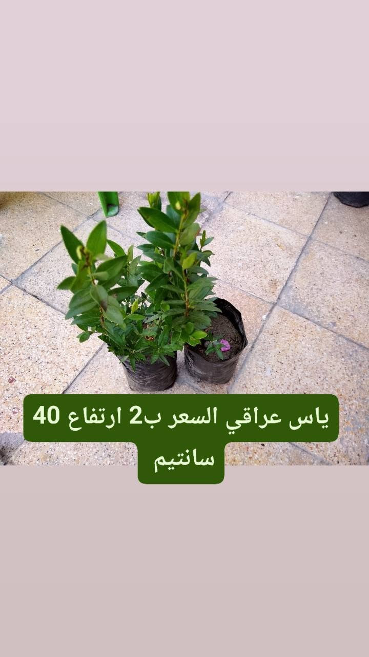 متوفر عدنه زرع كاتب على الصوره كلمن والسعر والنوعية الموجوده 
نزلت لكم سعر تفليش الي يريد يراسلني خاص. رقم الهاتف/*********** .الي عنده حديقه نشتغله شغل كامل + ضمان على زرع فقط يم ابو جروح

نص مكتوب في الصور:
- شتلة لالة عباس ب1 دينار فقط ورده بليل يطلع .
- شتلة ددونيا سعره 1 ونص
- شتله الساحل + ورده القلب سعره ب3 الاف ارتفاعه 90 سانتيم
- شتلة كاريزيا سعره ب 3 الاف
- شتله ورد القهوه سعره ب 3 الاف ارتفاعه 80 سانتيم
- ياس عراقي السعر ب 2 ارتفاع 40 سانتيم
- اكاسيا صفرة مصريه حايله السعر ب 3 الاف ارتفاعه متر و 20
- بمبر السعر ب 3 الاف ارتفاعه 45 سانتيم