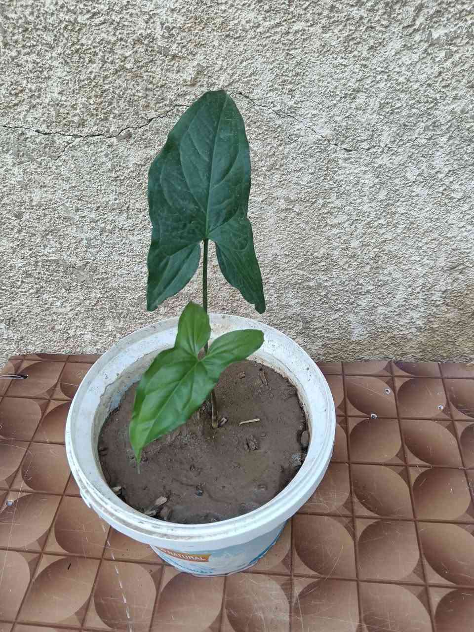 نباتات متنوعة للبيع كلهم شلع العدد12 شتلة 
( سعرهم 15الف) المكان حي القدس رقم الموبايل
*********** 
***********
