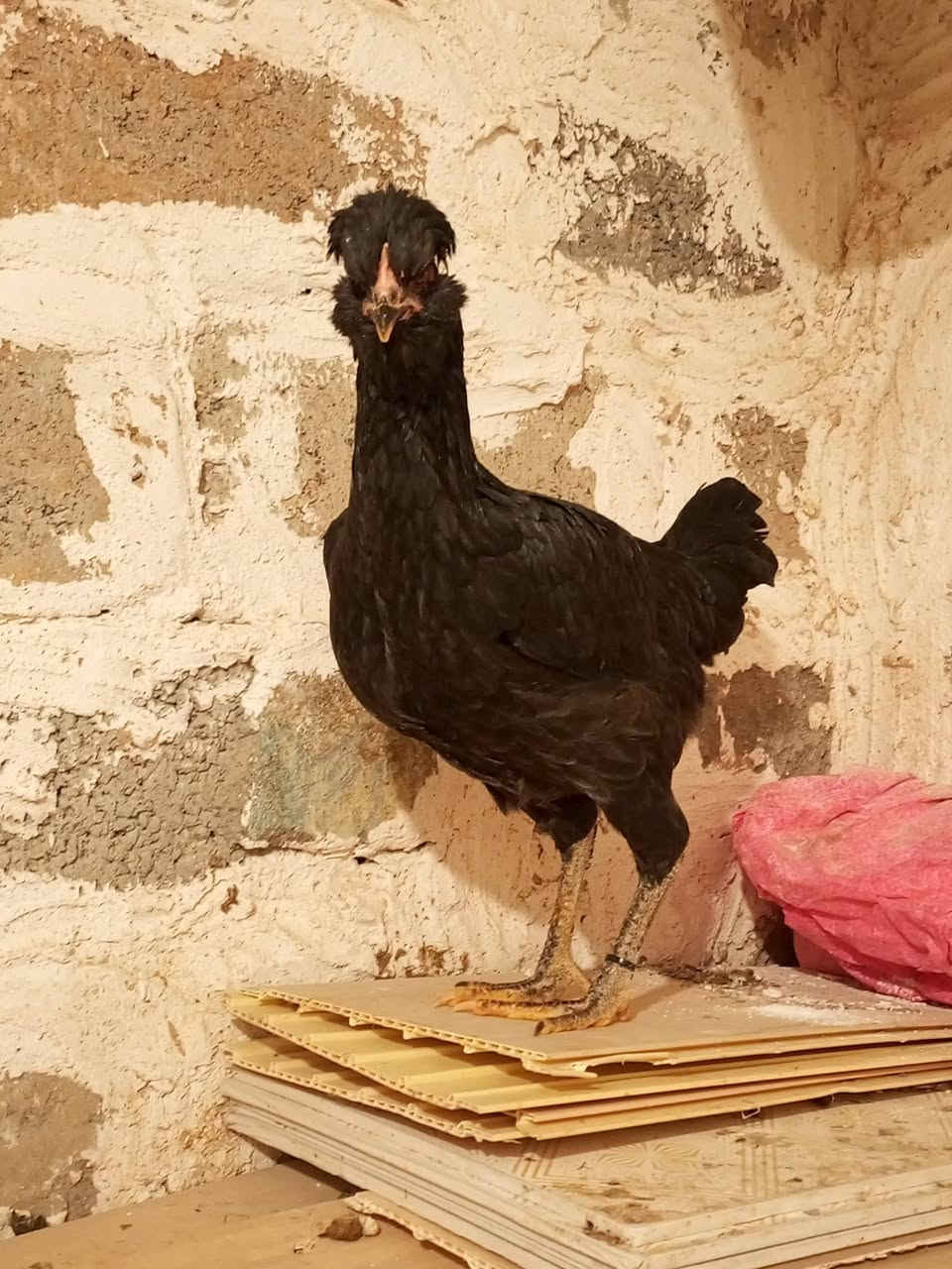 ڕزگاری • کەلار • ٦ قطع