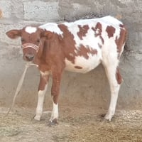 جوز حوليات • ٦ أشهر • ٥ أشهر
