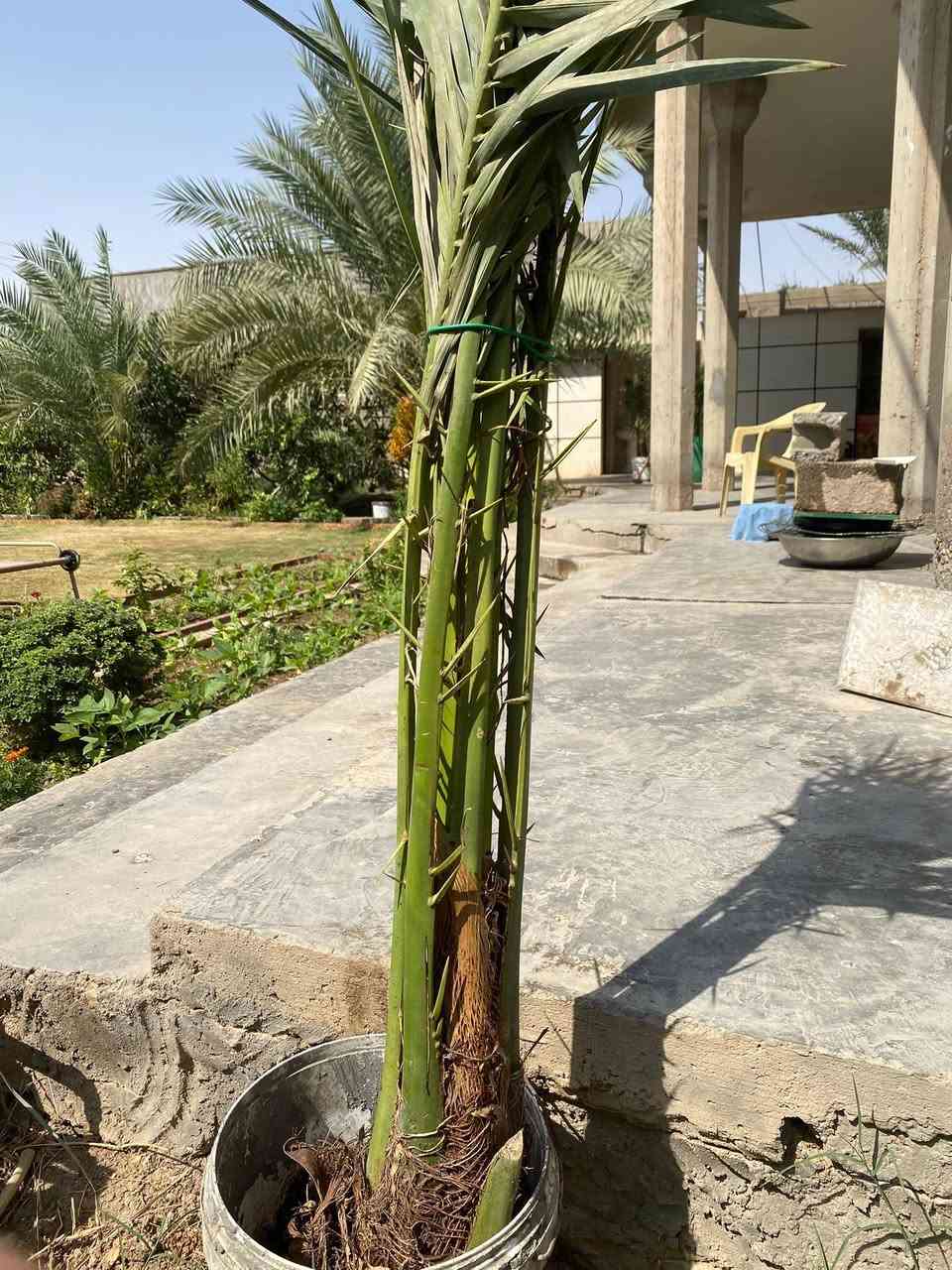 � للبيع نخيل تمر — نوعيات مميزة

متوفر نخيل من النوعيات:
🌴 برحي
🌴 مكتومي
🌴 معموري

نخيل مرتب ومناسب للزراعة، واللي يريد يشوفهن على الطبيعة حياكم الله.

📍 المكان: الأنبار – هيت
📞 للاستفسار والسعر، مراسلة خاص.
***********
البيع للجادين، والرزق على الله
