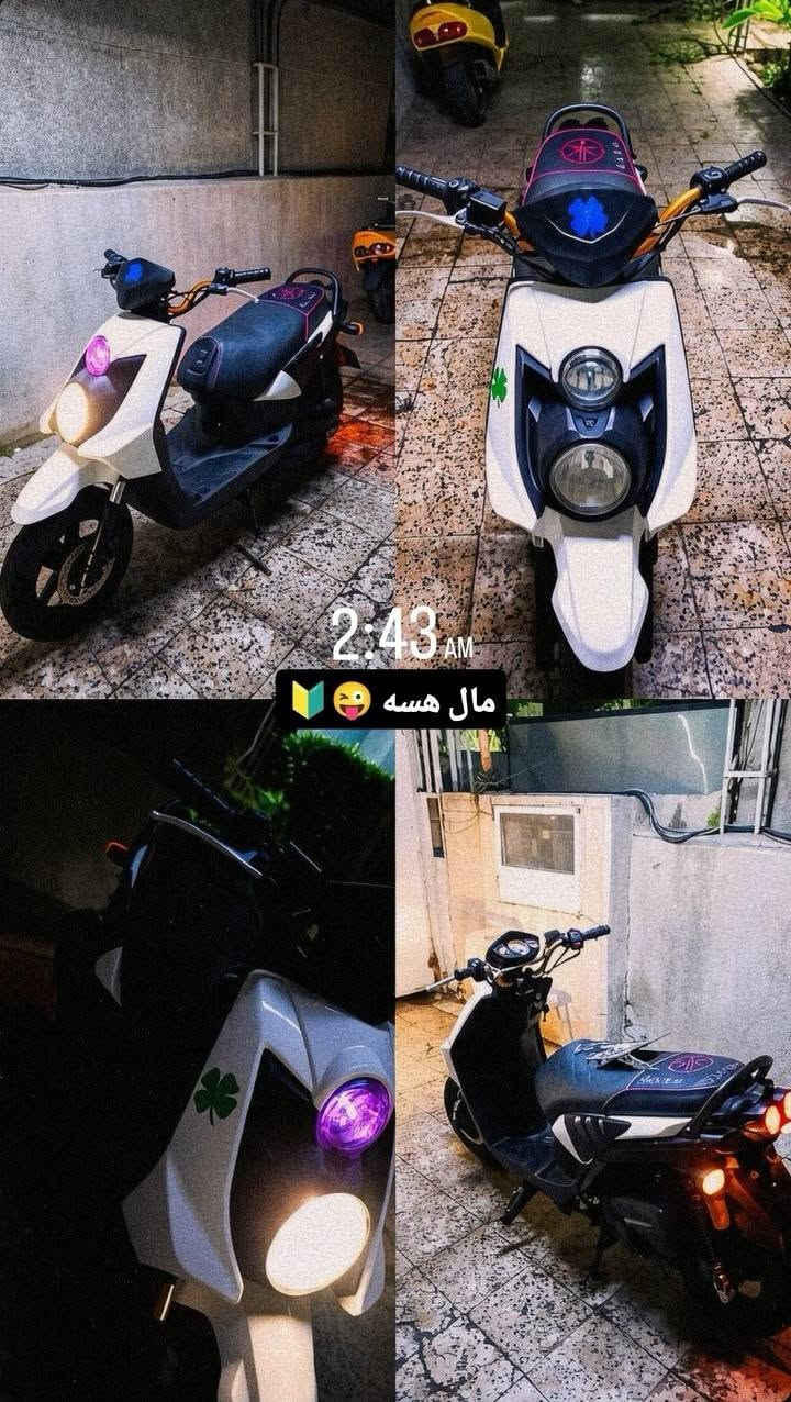 سكنس جبلي • معلكه • ولف