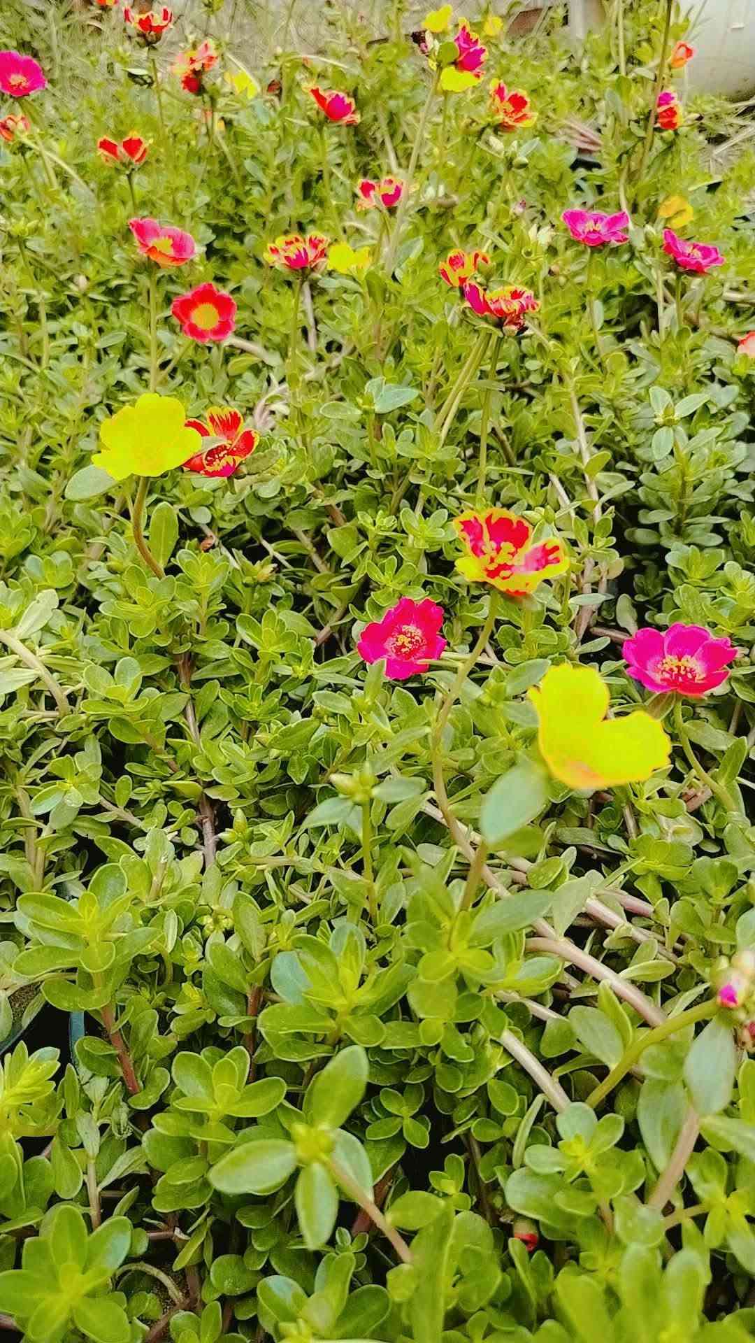 مشتل حسين مناف • ورود • أشجار