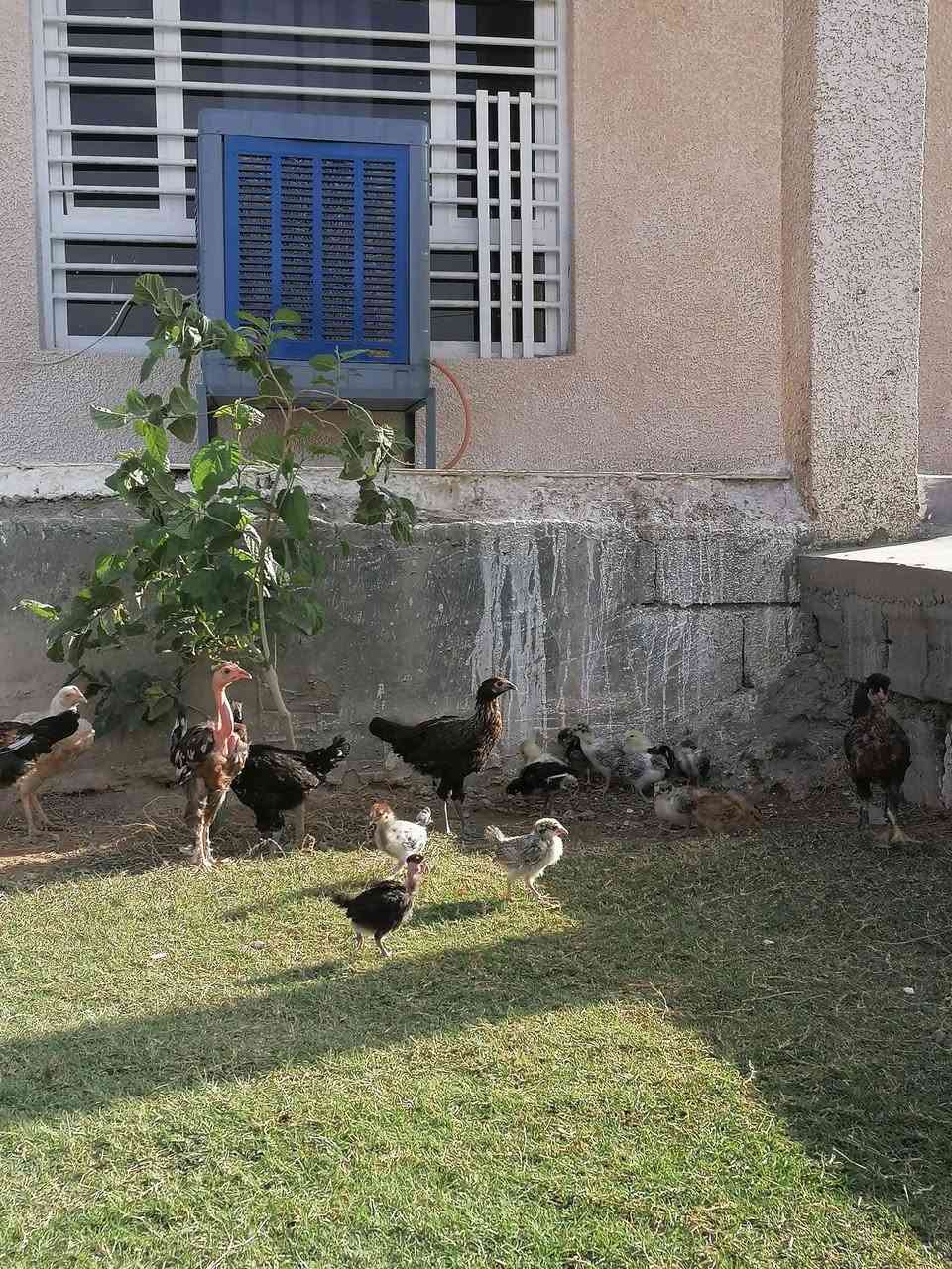 فراريج عرب • ٥ أشهر • العدد ١٢