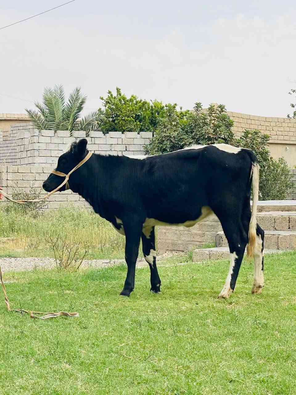 جر زراعي • اصلي • الشرقاط الخضرانيه