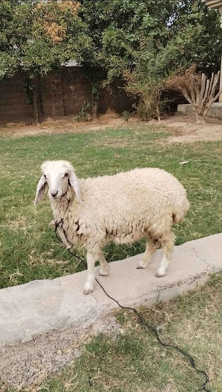 فطيمة • للبيع • بغداد التاجي