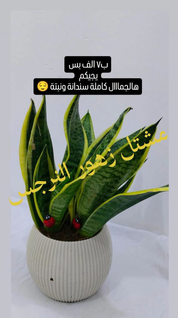 مشاتل زهور الندى • شتال نرجس • توصيل كل المحافظات