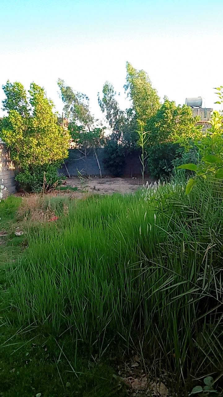 سلام عليكم بيت لايجار غرفه وصاله وصحيات مع قطعت 400 مشجره تصلح لسكن او لآخزن مسيجه وباب كبير كامله ماي رساله لسقي وماي حلو ابي بيه كهرباء مكانه حي بتول على سده تبعد عن شارع عام 400متر ايجارها مناسب رقمي ***********
