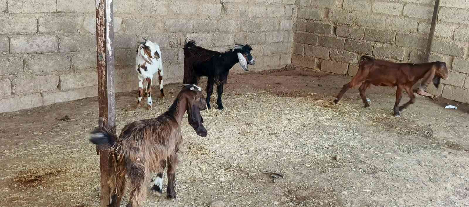 ٦ مربوطة • حلوات • الشرقاط