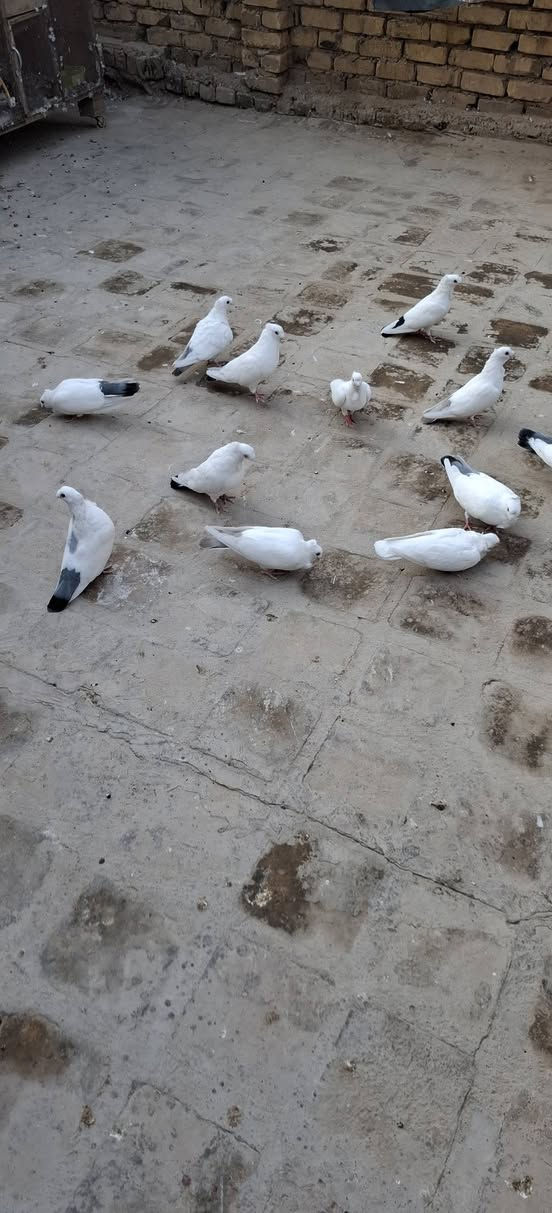 قماري • ٥ أزواج • قهوائي أزرق