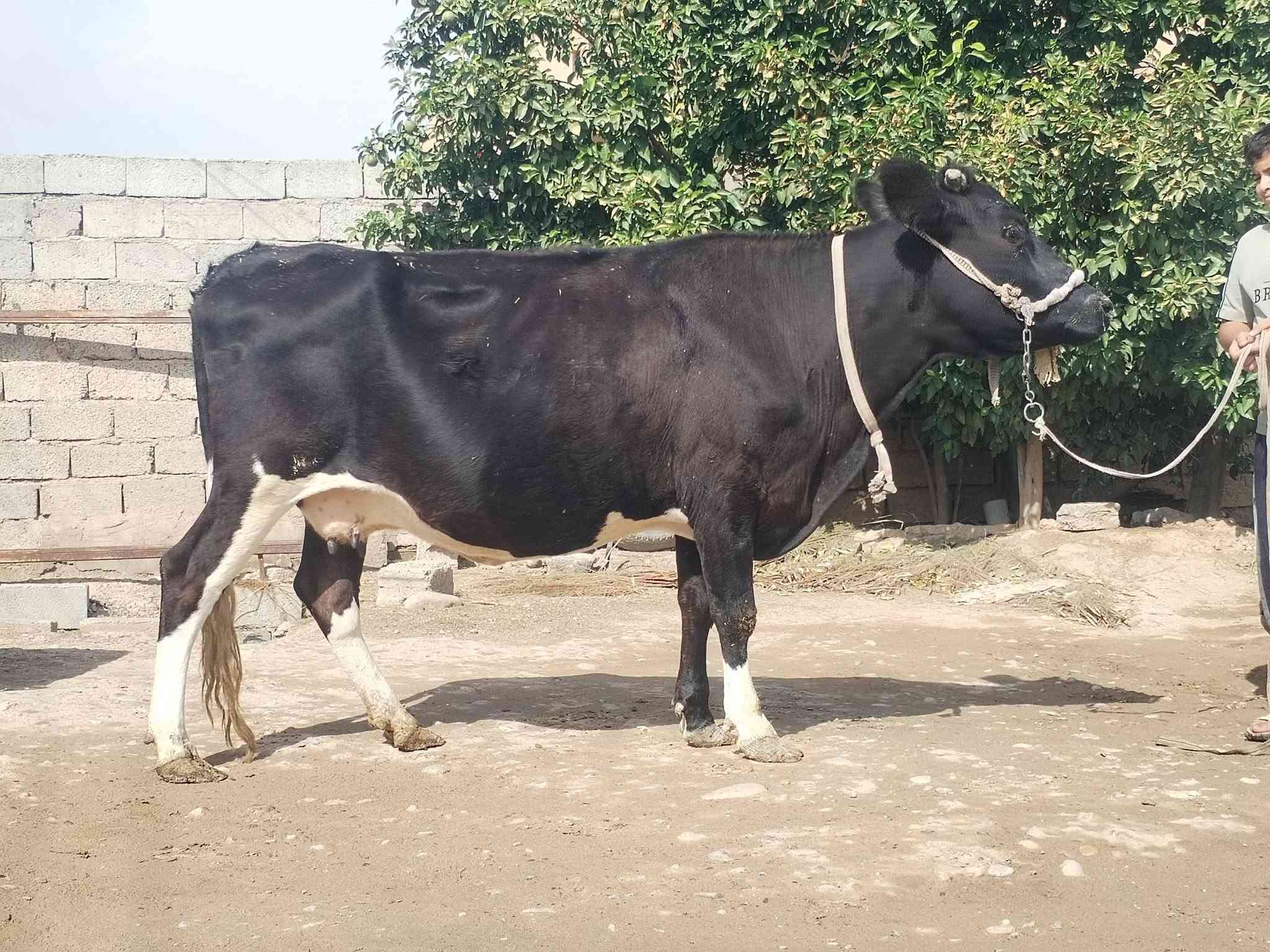 بقرة • حليب • ناحية الزاب