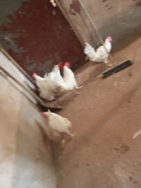 ديوكه للبيع عدد ٤٠ سعر الزوج 12 وبيهن مجال مكاني بل مشاهدة 07811182202