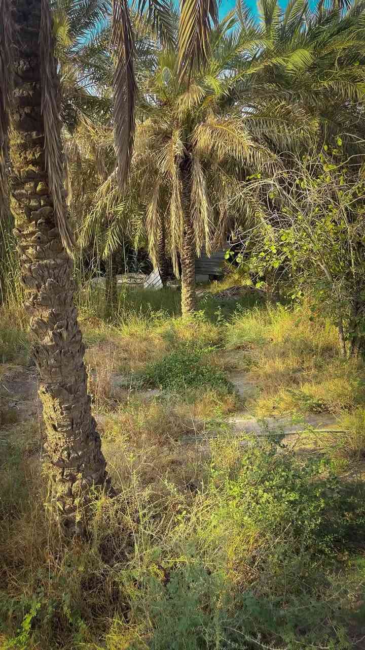 🌴✨ فرصة استثمارية نادرة في أبو الخصيب – حمدان البز ✨🌴

🏡 بستان مميز جداً للبيع
📍 الموقع: حمدان البز – أبو الخصيب، مقابل جامع فاطمة

📐 المساحة: دونم كامل
📏 الواجهة: 40 متر
📜💎 طابو ملك صرف 💎📜

🌴 يحتوي البستان على أكثر من 70 نخلة، منها 5 نخلات برحي، بالإضافة إلى مشتملات عدد 2.

🌿 موقع هادئ ومرتب جداً
🛣️ شارع هادئ
🚫🏘️ لا يوجد جيران مقابلين

🏖️ البستان مناسب جداً ليكون شاليه خاص راقٍ بعد الترتيب والتأهيل، كما يُعتبر فرصة استثمارية مميزة لمن يبحث عن عقار بمواصفات نادرة.

💎 دونم كامل + واجهة 40 متر + أكثر من 70 نخلة + مشتملات عدد 2 + موقع هادئ + خصوصية + طابو ملك صرف.

🔥 بستان بهذه المواصفات وبطابو ملك صرف يُعد فرصة مميزة ونادرة.

📞 للاستفسار والمعاينة:
***********
