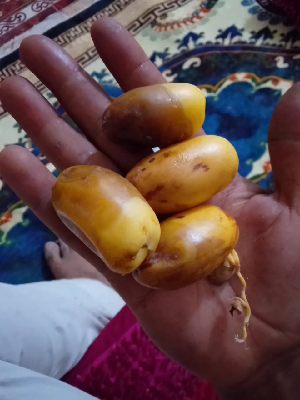 متوفره فسيلة وحده من هاي النوعية نخله راقية حجمها جبير ومطلعه سعرها 75 الف للتواصل ***********
